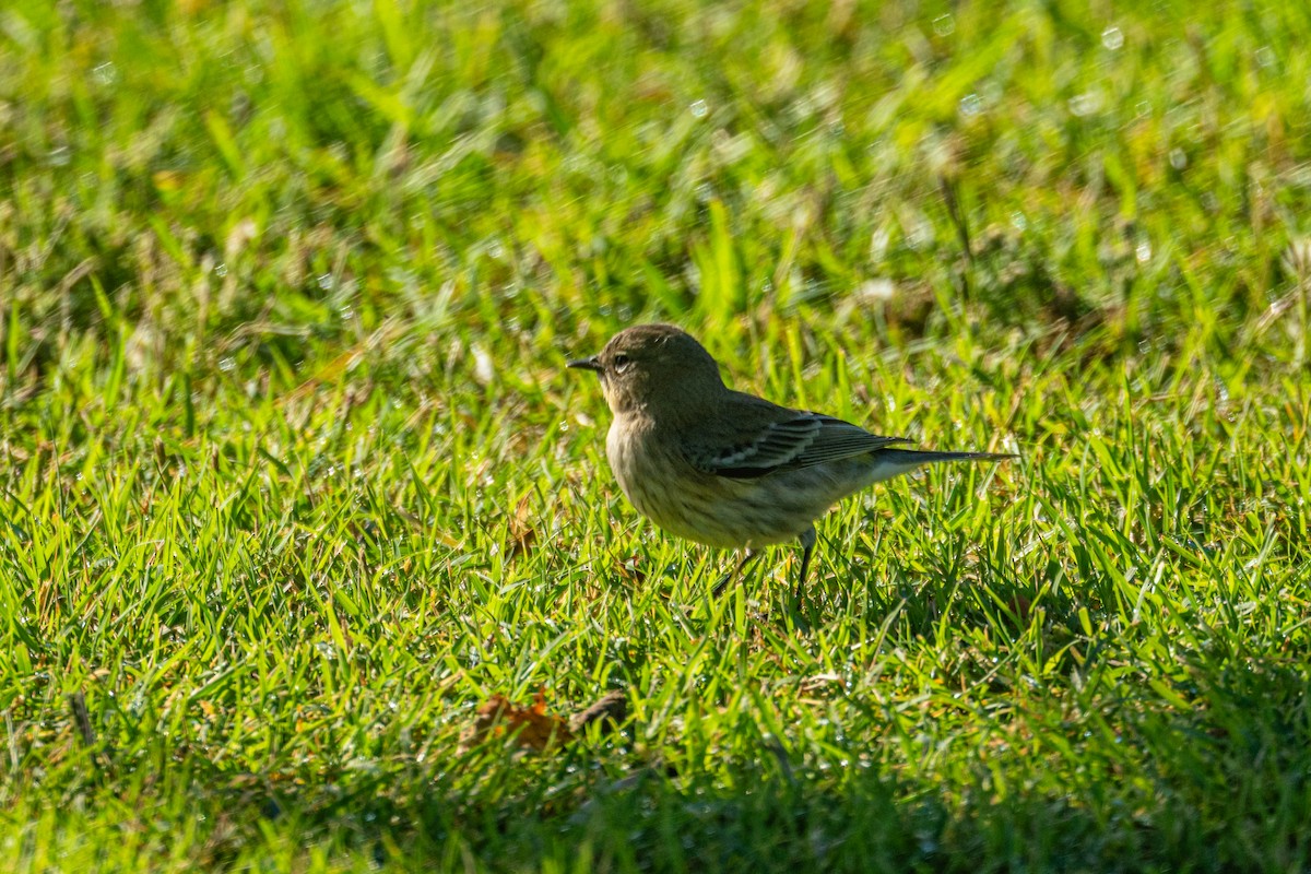 Yellow-rumped Warbler - ML643570468