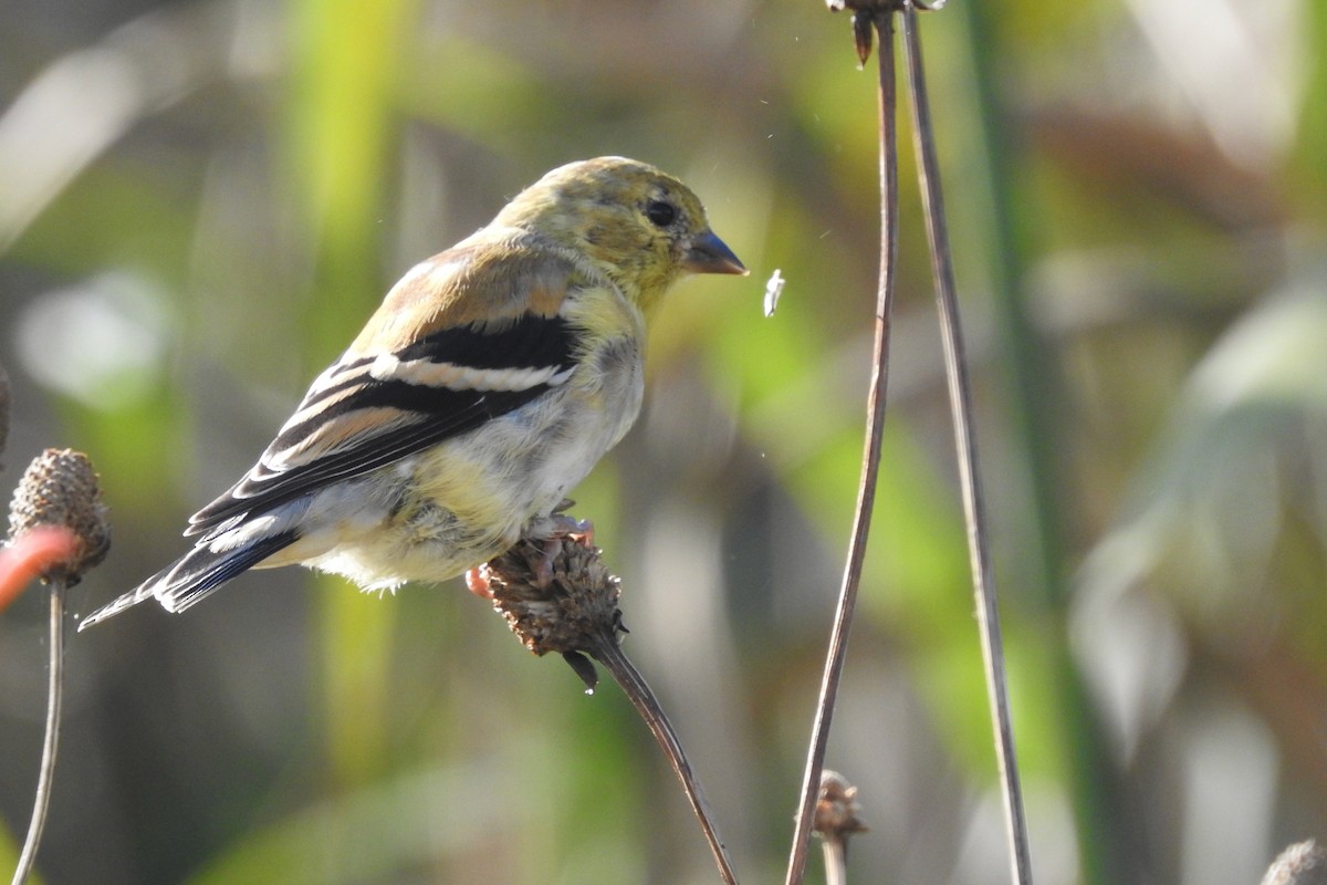 American Goldfinch - ML643570469