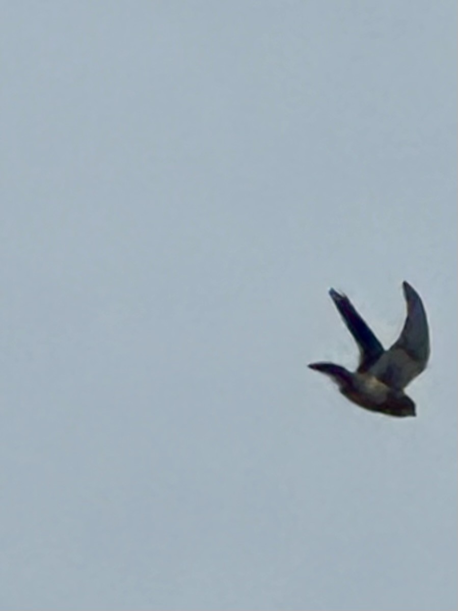 Buntfalke - ML643570470