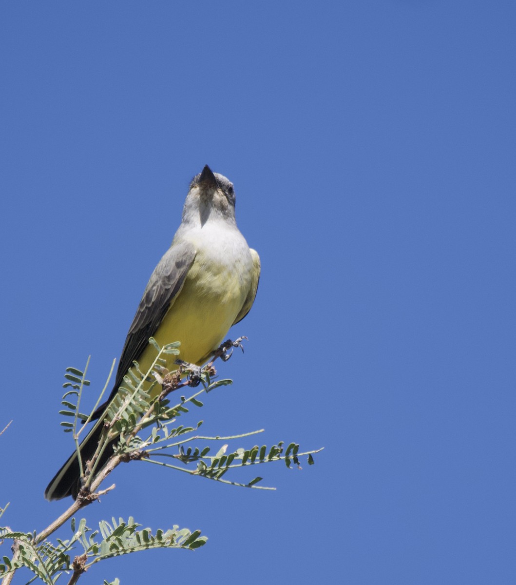 Western Kingbird - ML643570474