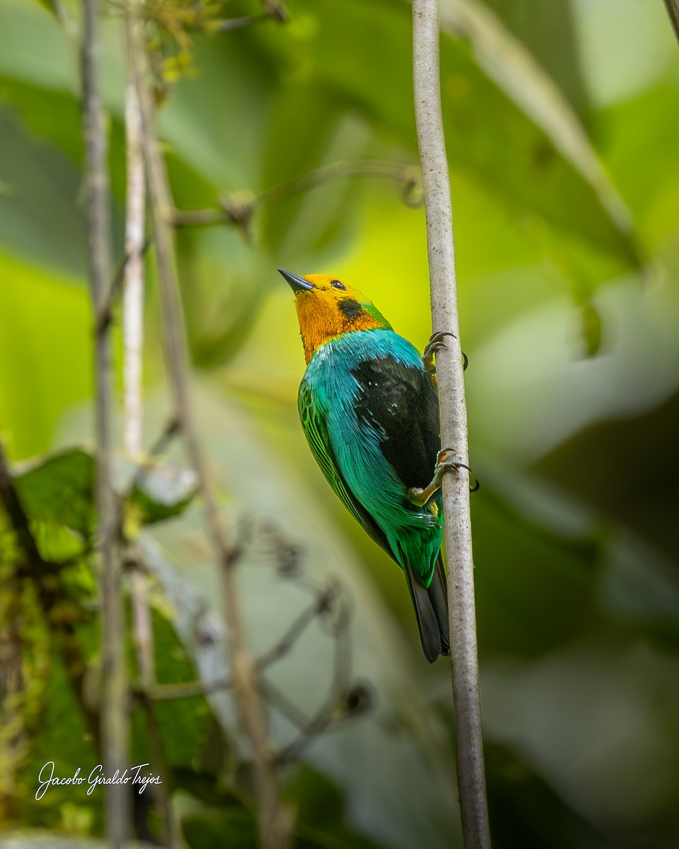 Multicolored Tanager - ML643570478