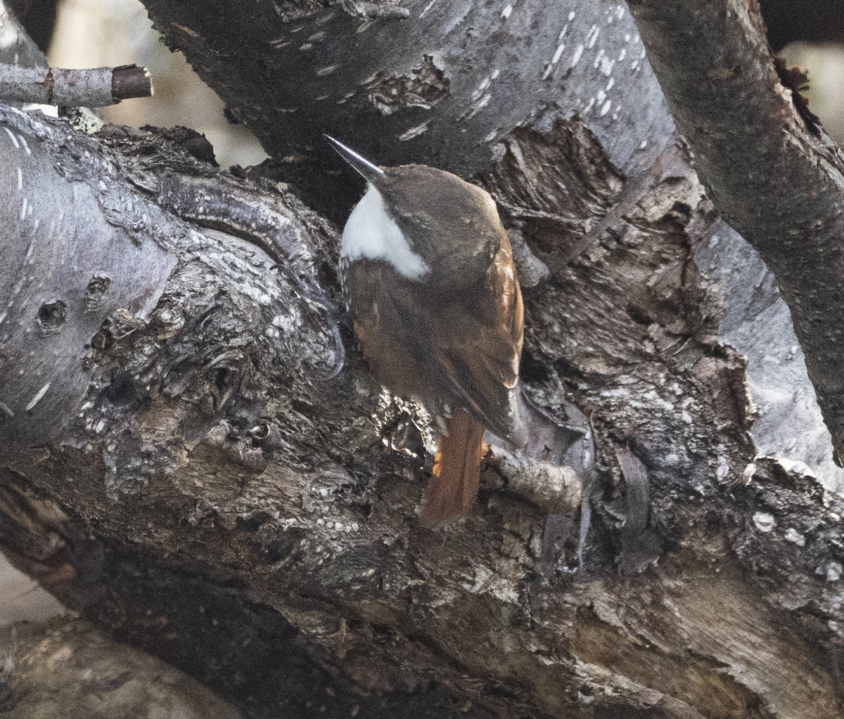 White-throated Treerunner - ML643570483