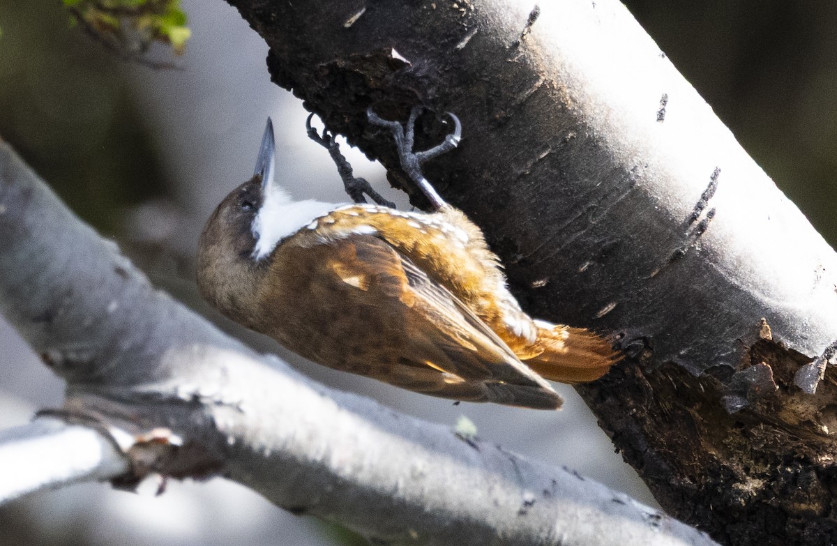 White-throated Treerunner - ML643570484