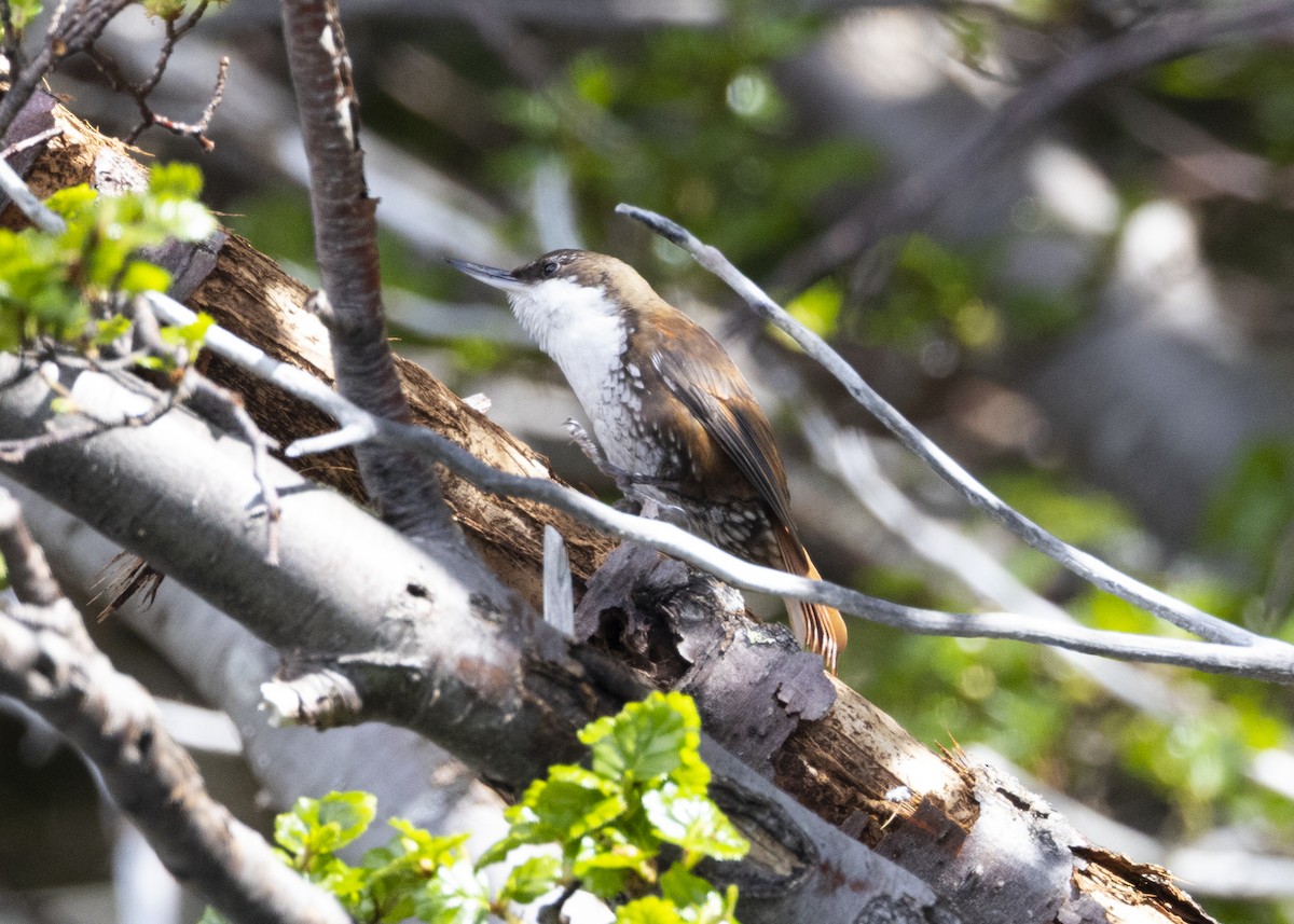 White-throated Treerunner - ML643570485