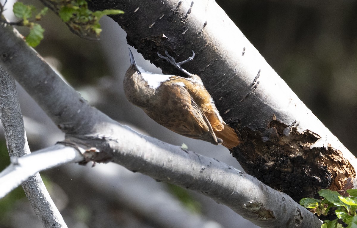 White-throated Treerunner - ML643570486