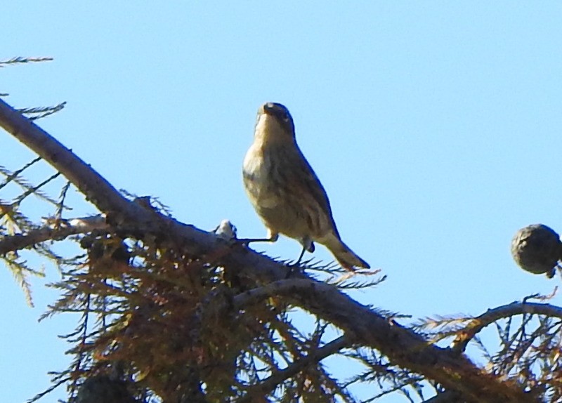 Yellow-rumped Warbler (Myrtle) - ML643570488