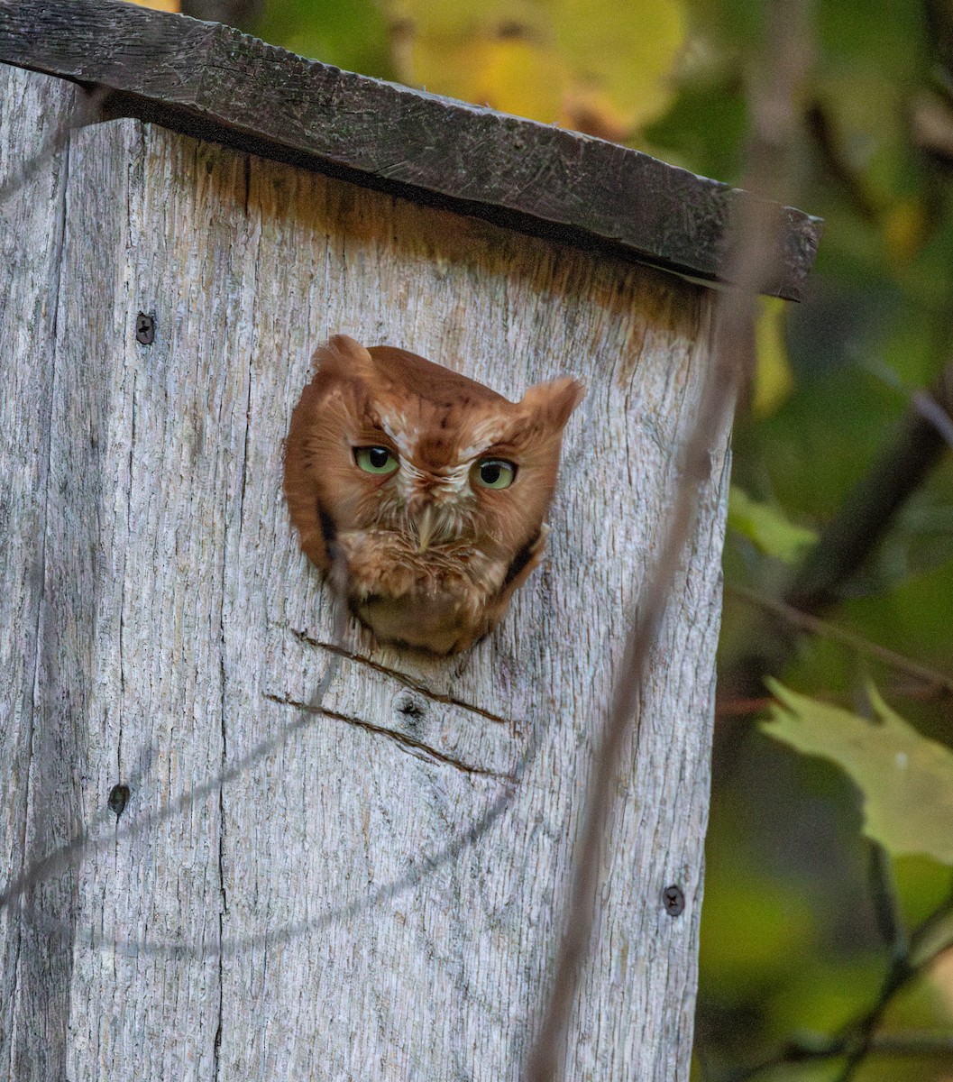 Eastern Screech-Owl - ML643570494