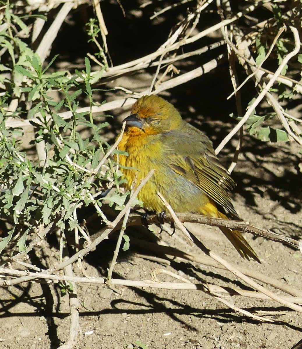 Hepatic Tanager - ML643570503