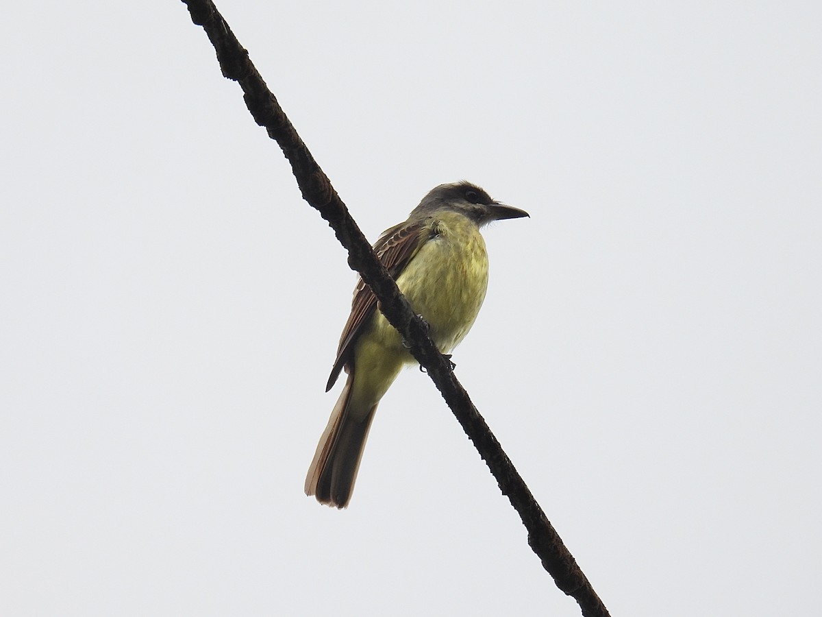 Golden-bellied Flycatcher - ML643570506