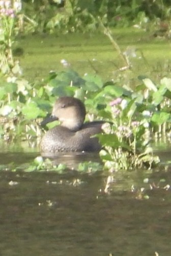 Gadwall - ML643570515