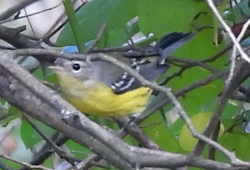 Magnolia Warbler - ML643570524