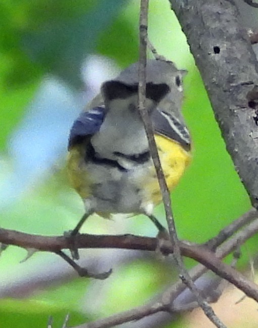 Magnolia Warbler - ML643570525