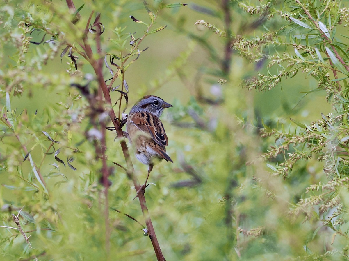 Swamp Sparrow - ML643570532