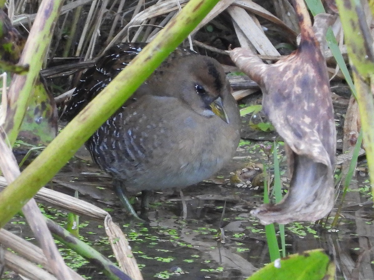 カオグロクイナ - ML643570541