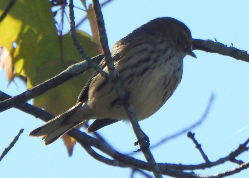 Yellow-rumped Warbler (Myrtle) - ML643570542