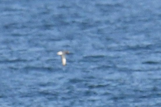 Cory's/Scopoli's Shearwater - ML643570555