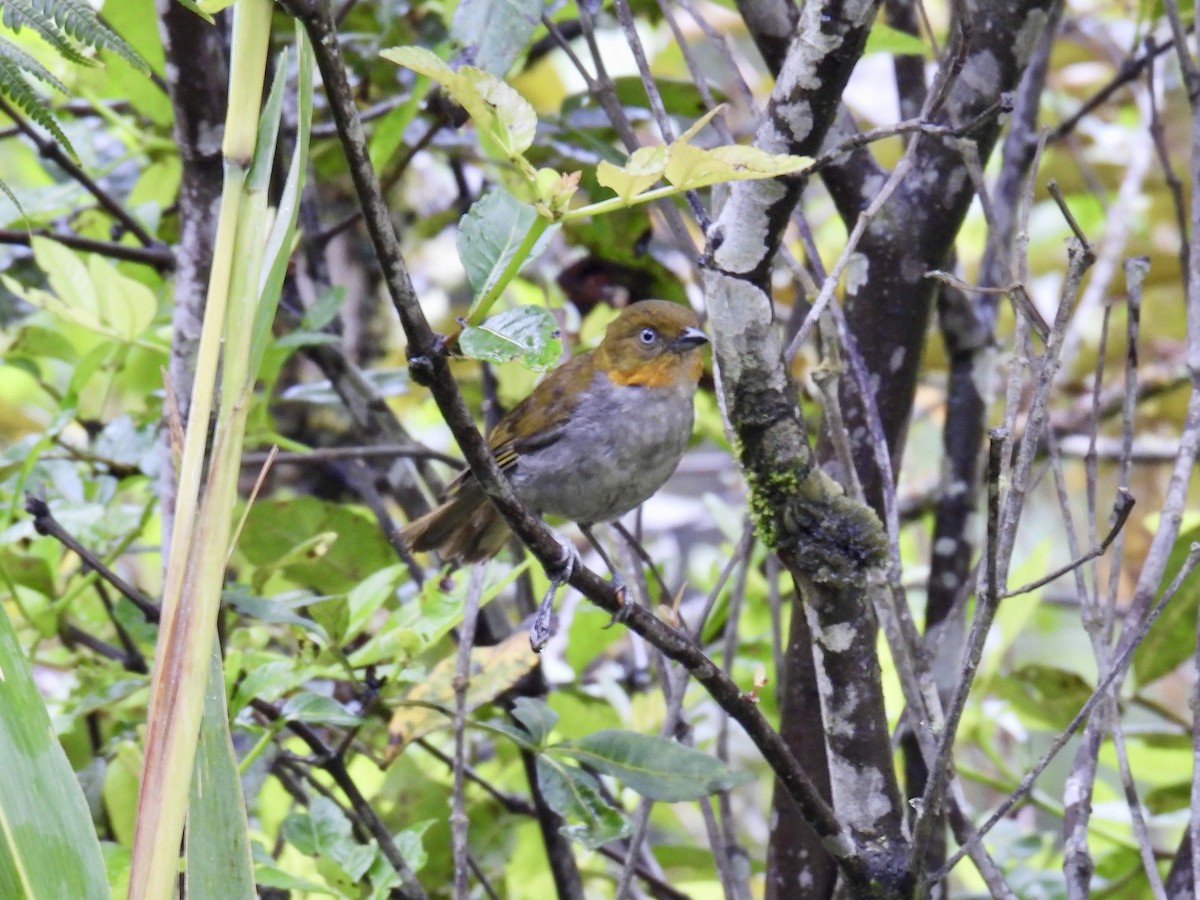 Short-billed Chlorospingus - ML643570558