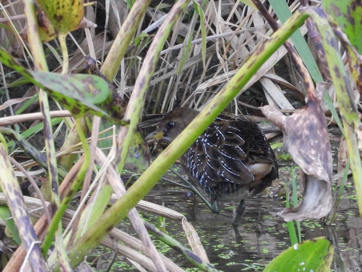 カオグロクイナ - ML643570559