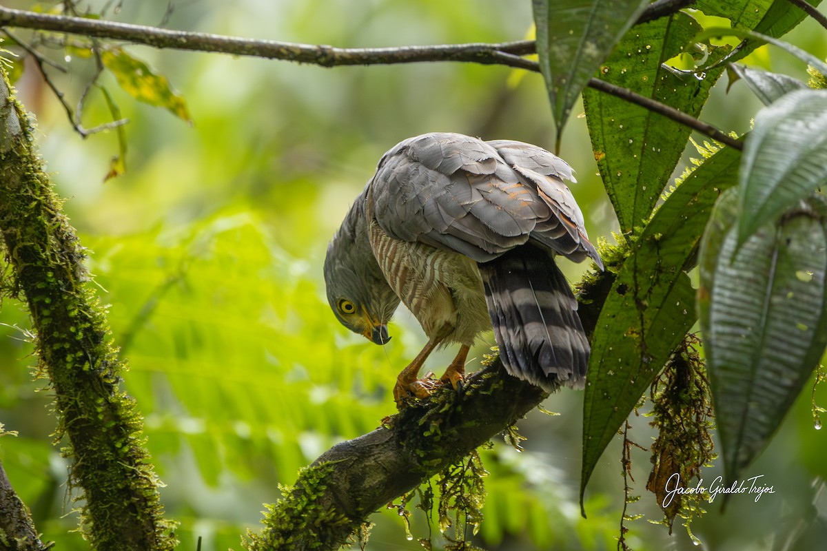 Roadside Hawk - ML643570561