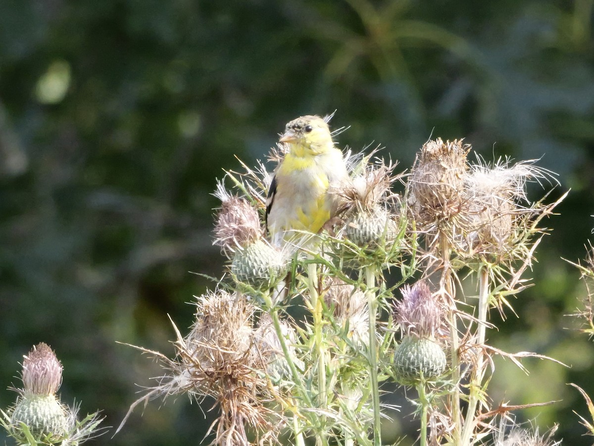 American Goldfinch - ML643570577