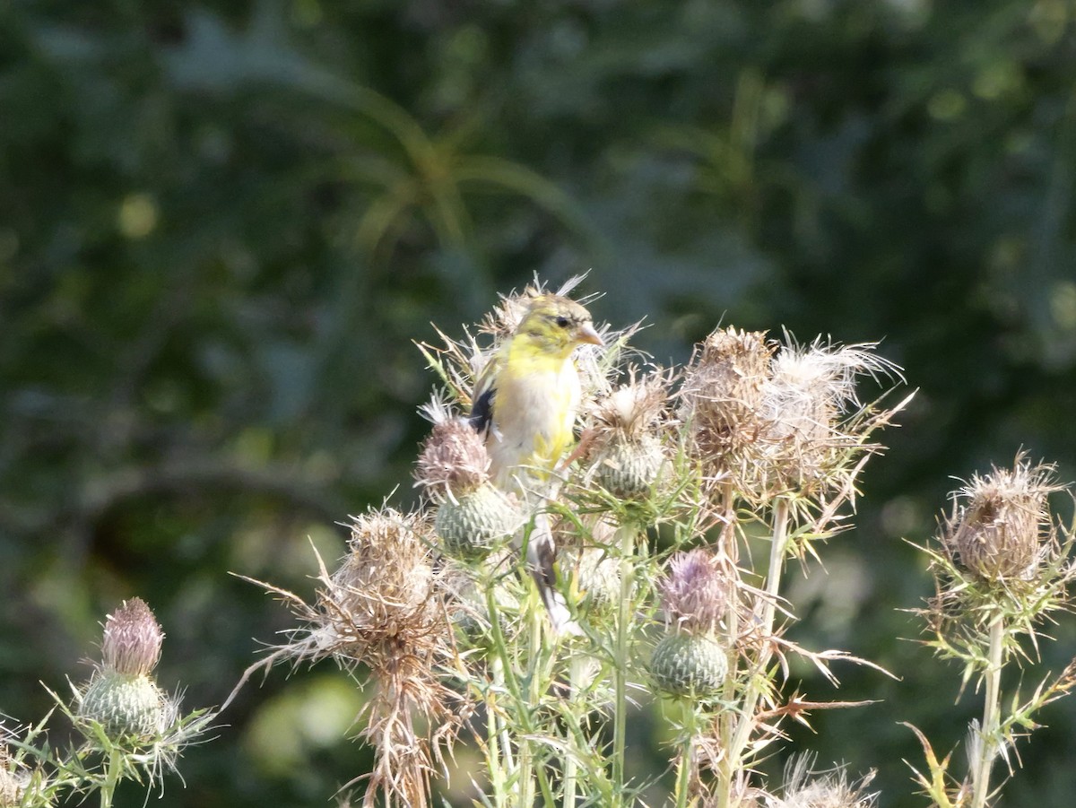 American Goldfinch - ML643570578