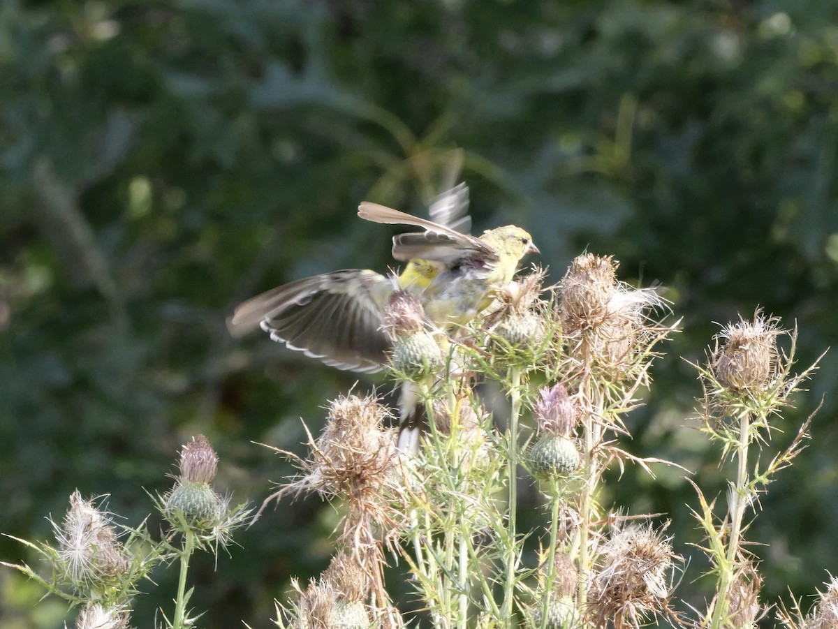 American Goldfinch - ML643570579