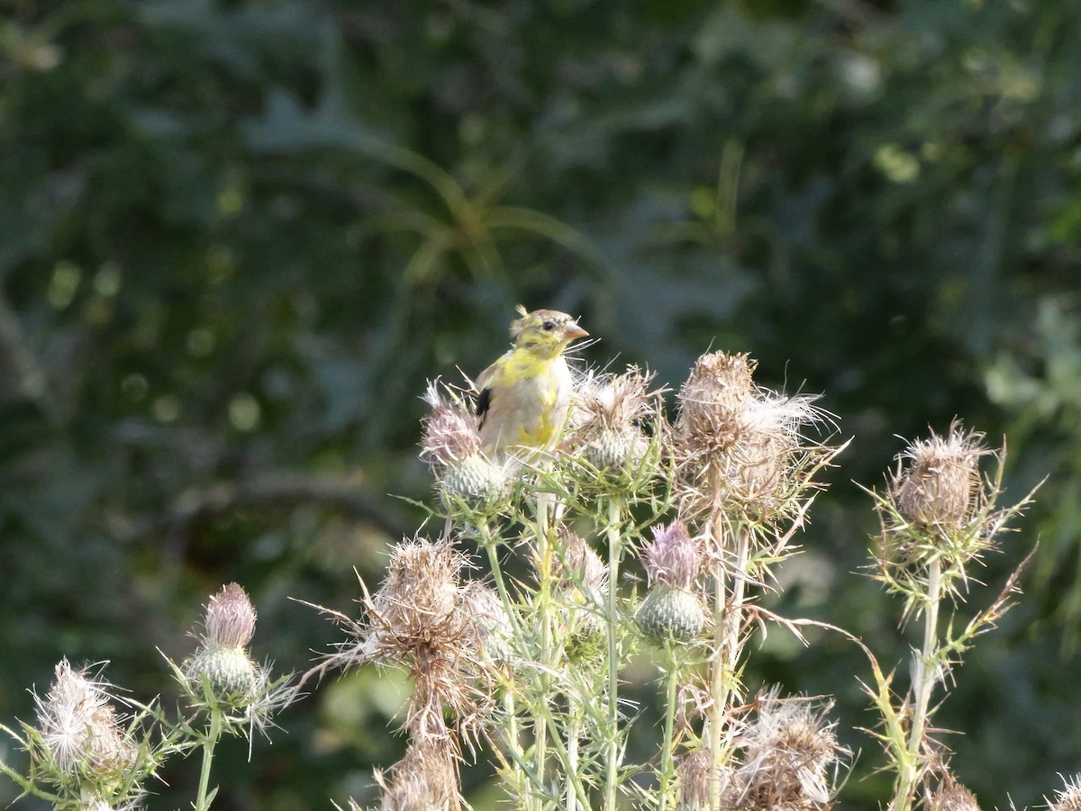 American Goldfinch - ML643570580