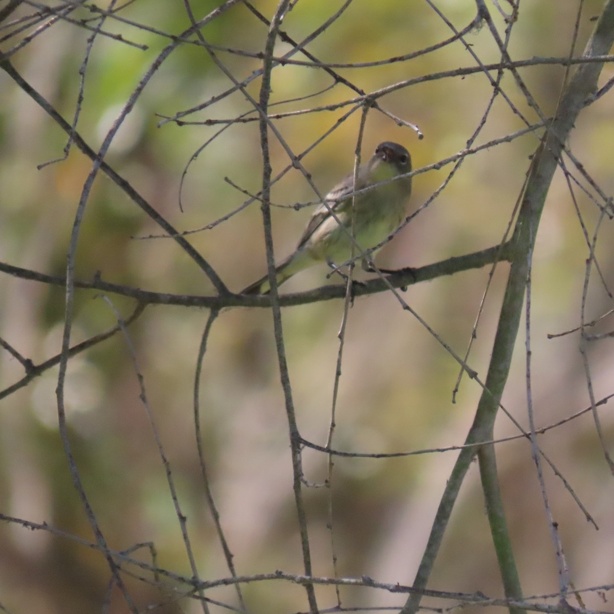 Yellow-rumped Warbler - ML643570581