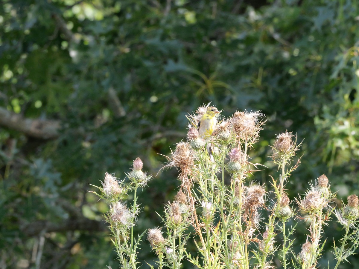 American Goldfinch - ML643570582