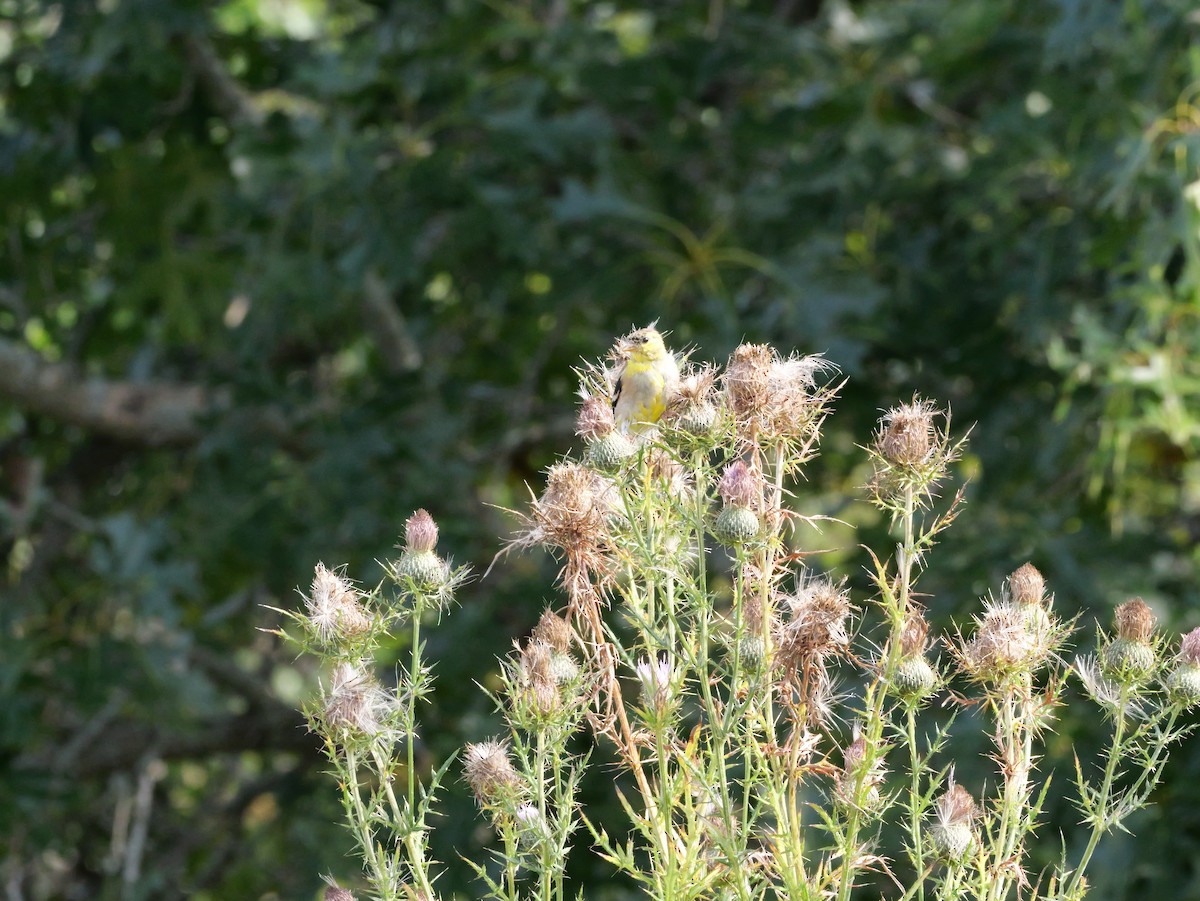 American Goldfinch - ML643570583