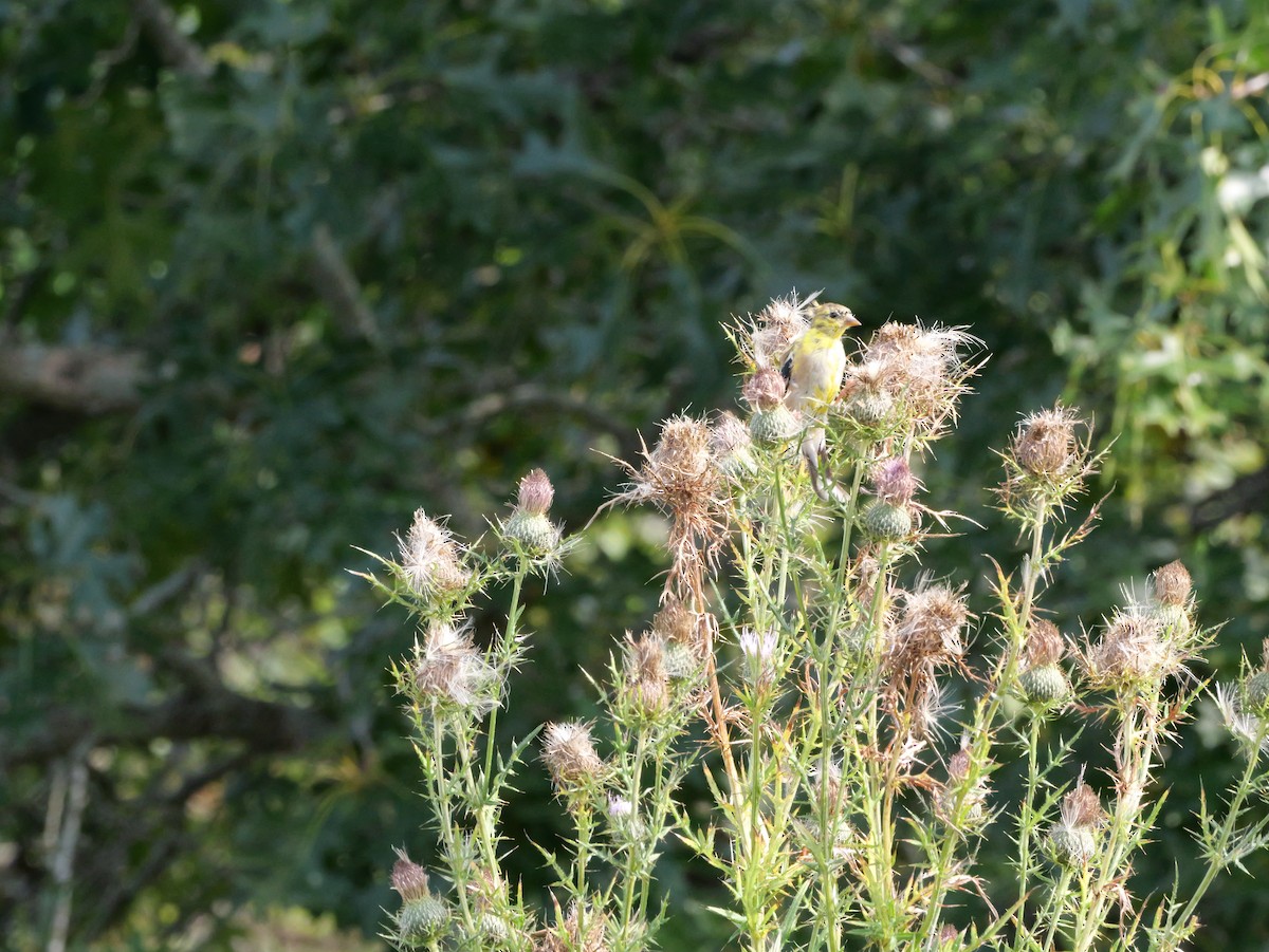 American Goldfinch - ML643570584