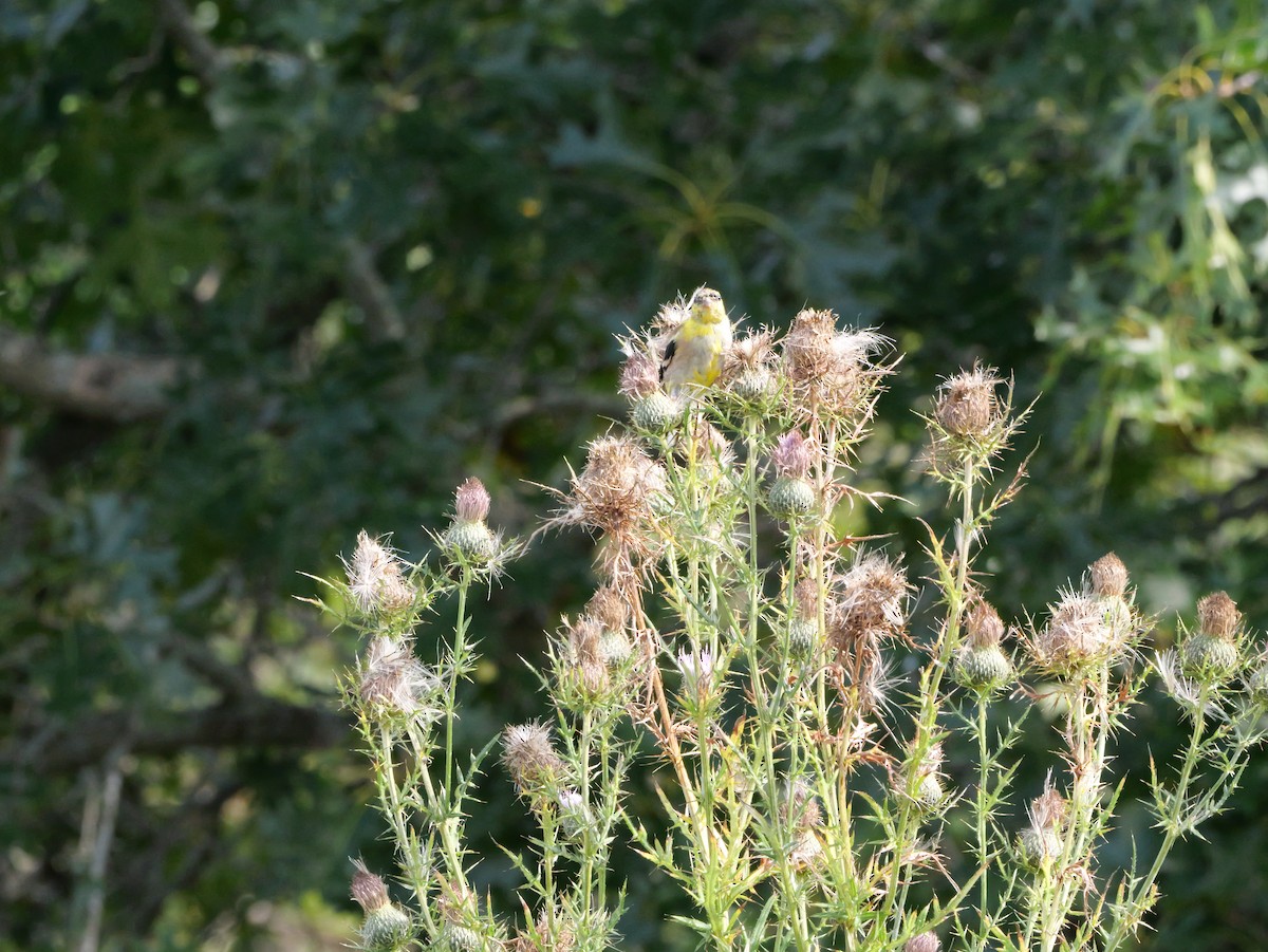 American Goldfinch - ML643570585