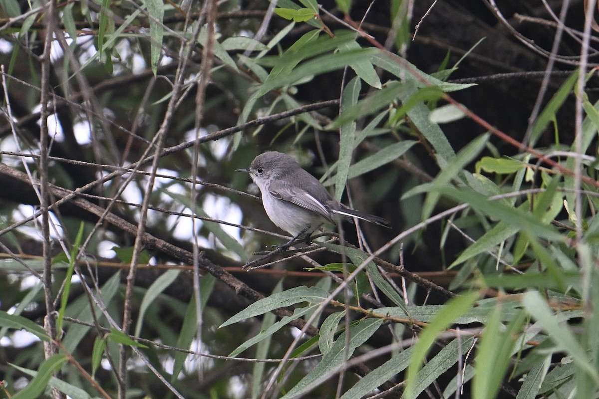 Blue-gray Gnatcatcher - ML643570593