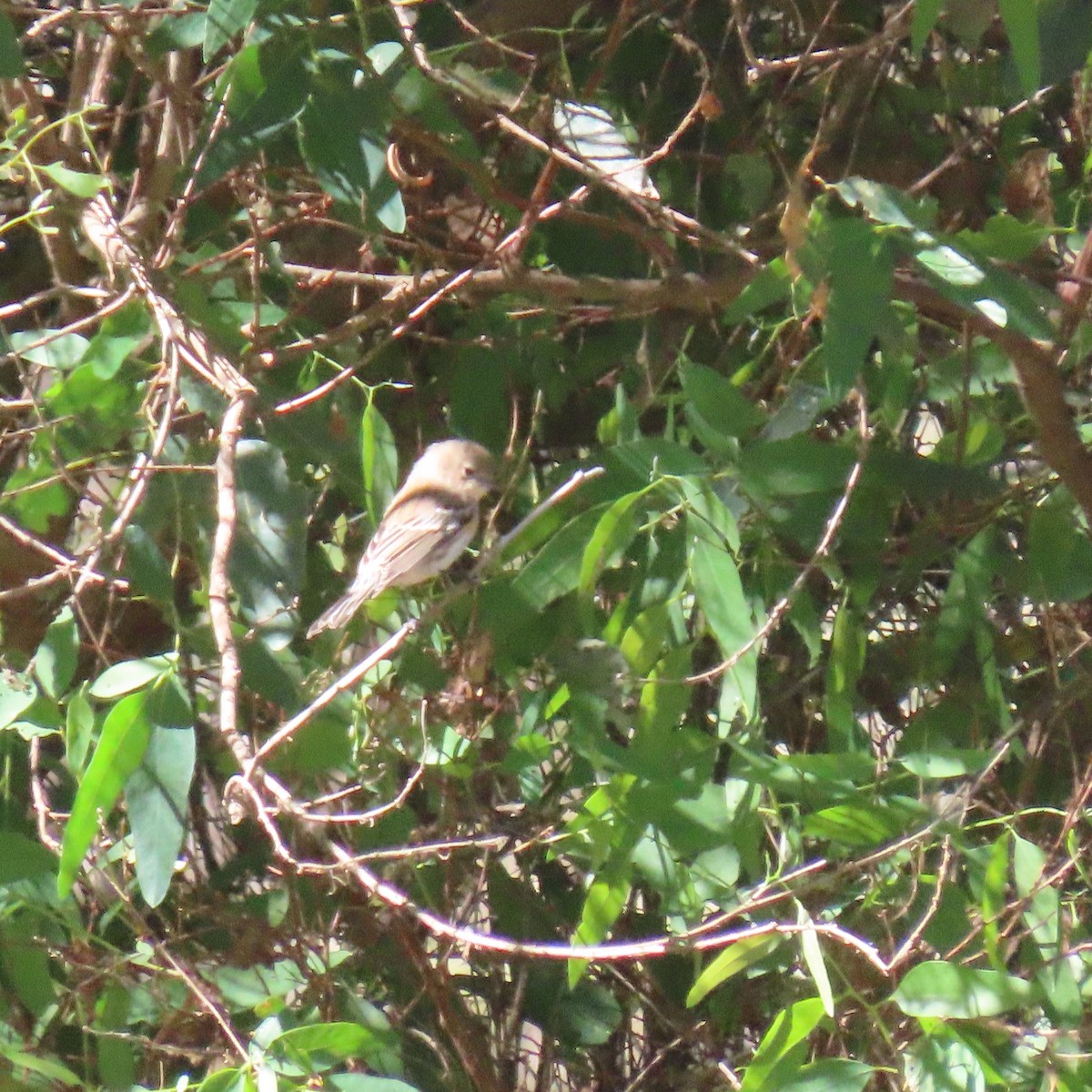 Yellow-rumped Warbler - ML643570604