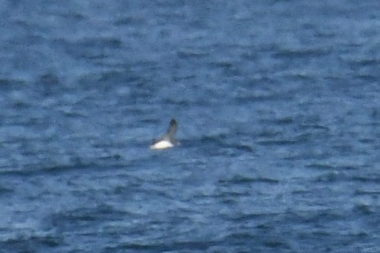 Cory's/Scopoli's Shearwater - ML643570609