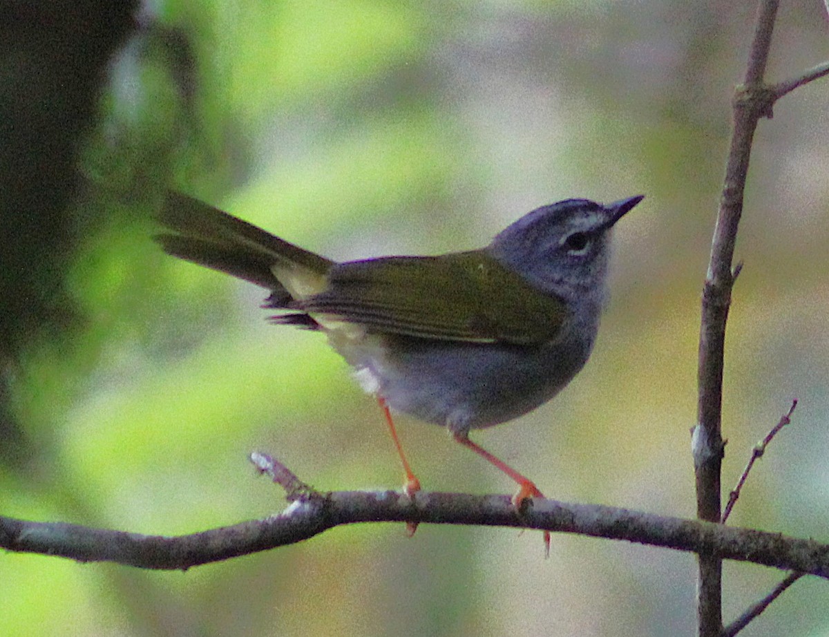 White-browed Warbler - ML643570620