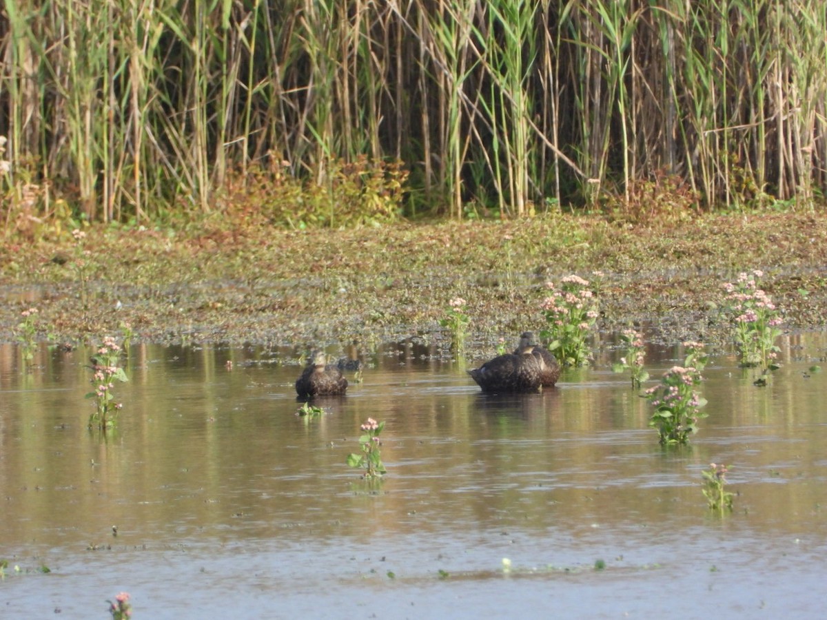 American Black Duck - ML643570621