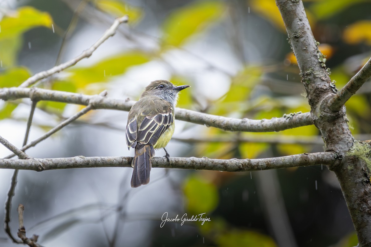 Pale-edged Flycatcher - ML643570626