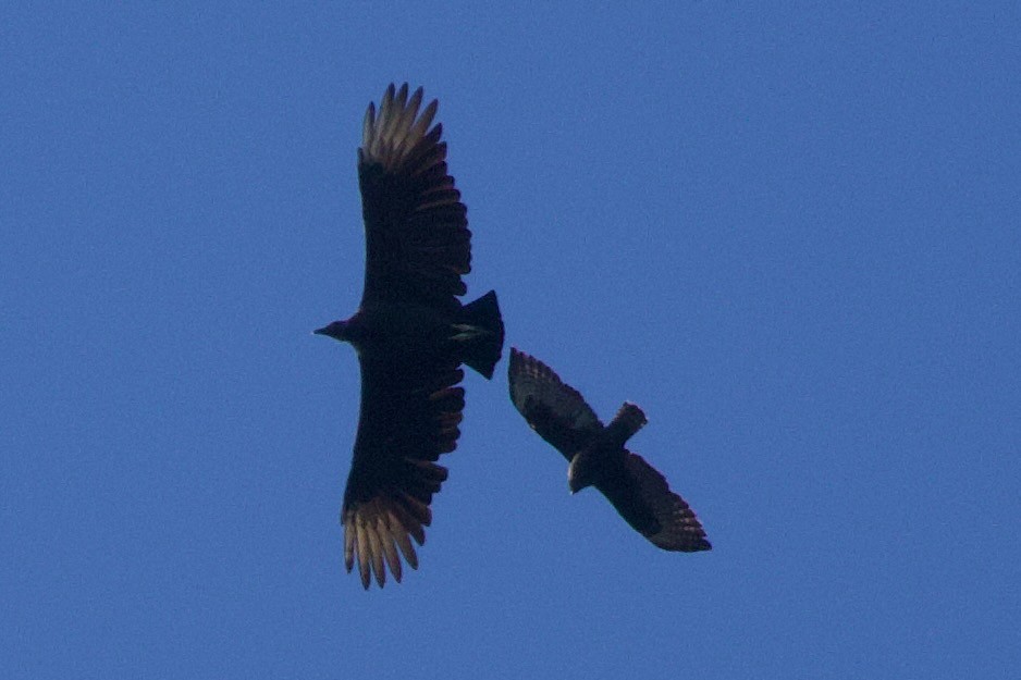 Black Vulture - ML643570627