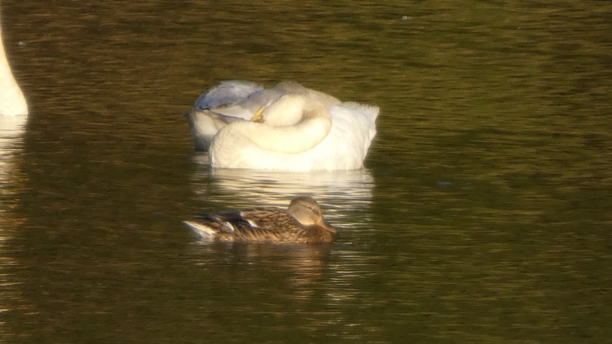 Mallard - ML643570634