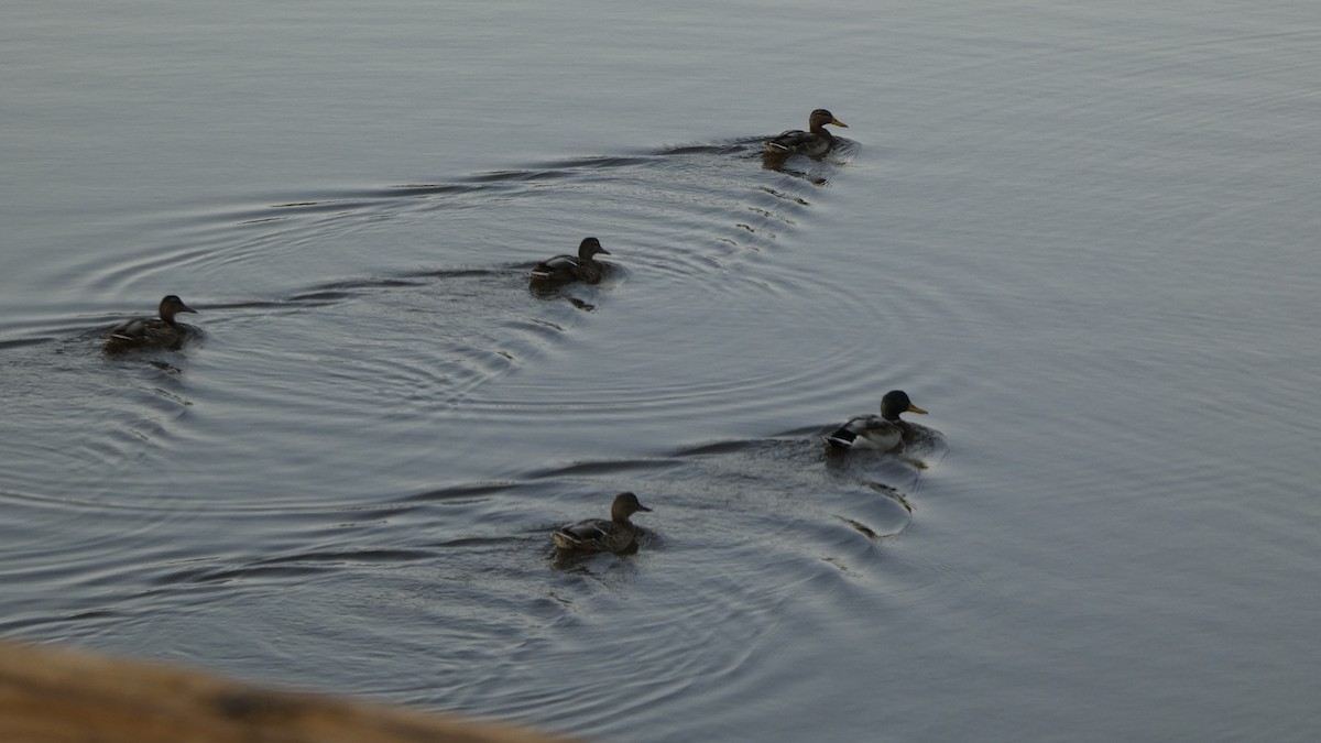 Mallard - ML643570635
