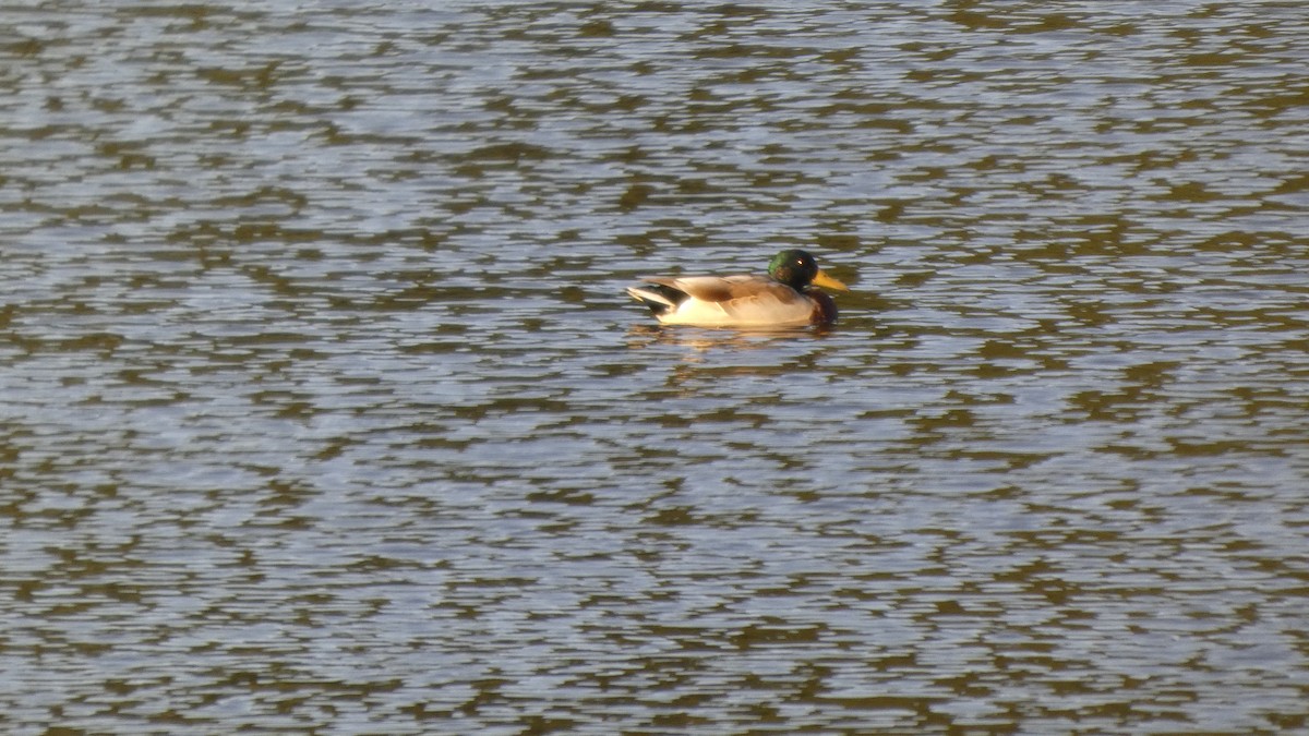 Mallard - ML643570637