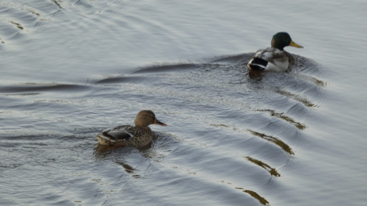 Mallard - ML643570638