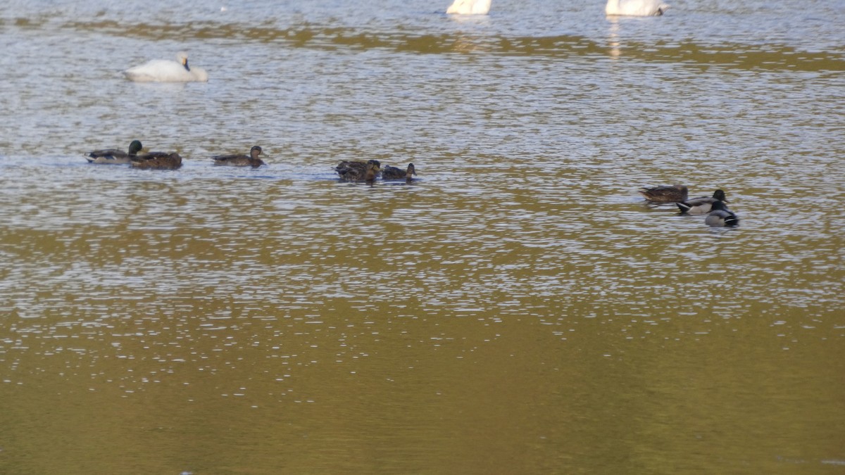 Mallard - ML643570639