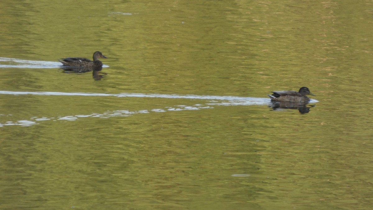 Mallard - ML643570640