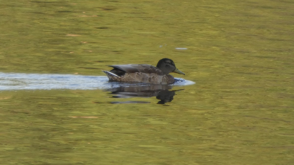 Mallard - ML643570641