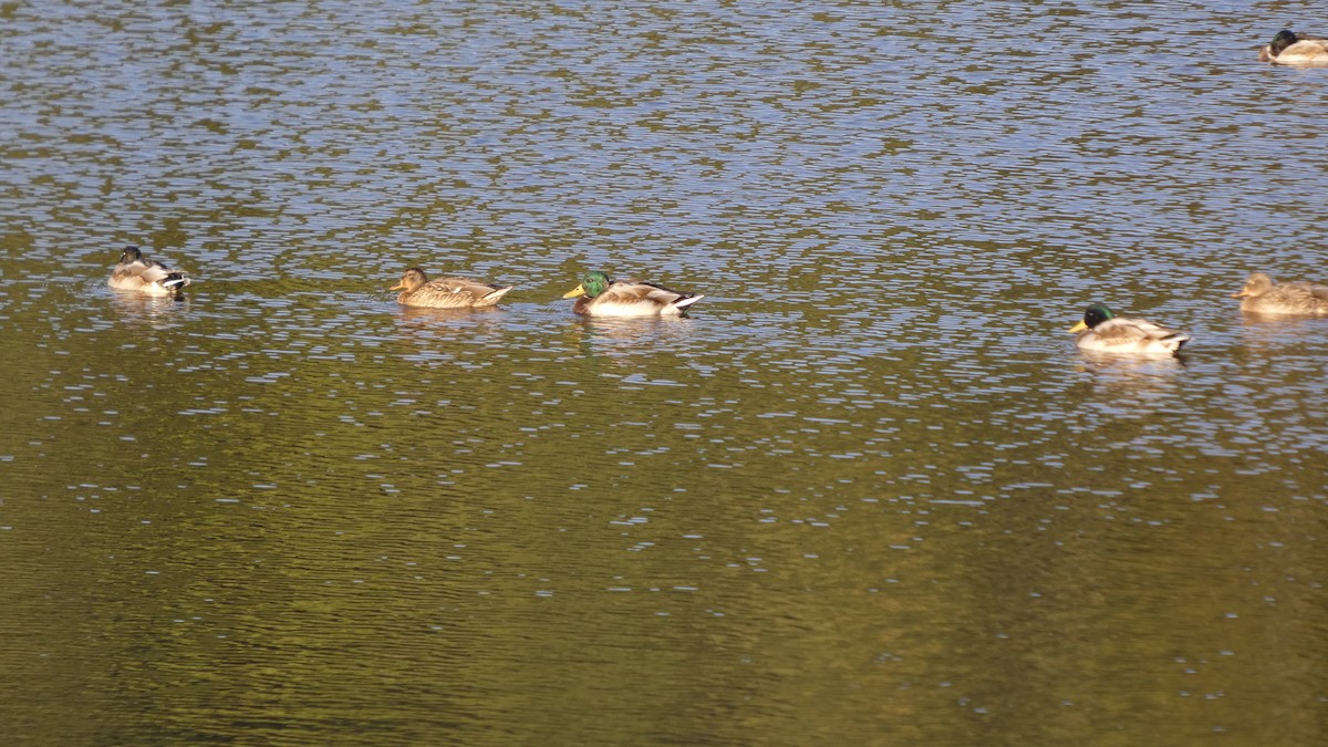 Mallard - ML643570642
