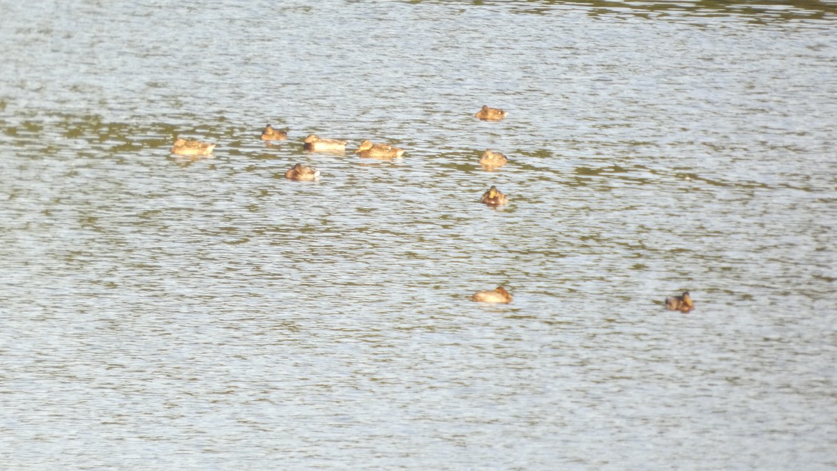 Mallard - ML643570643