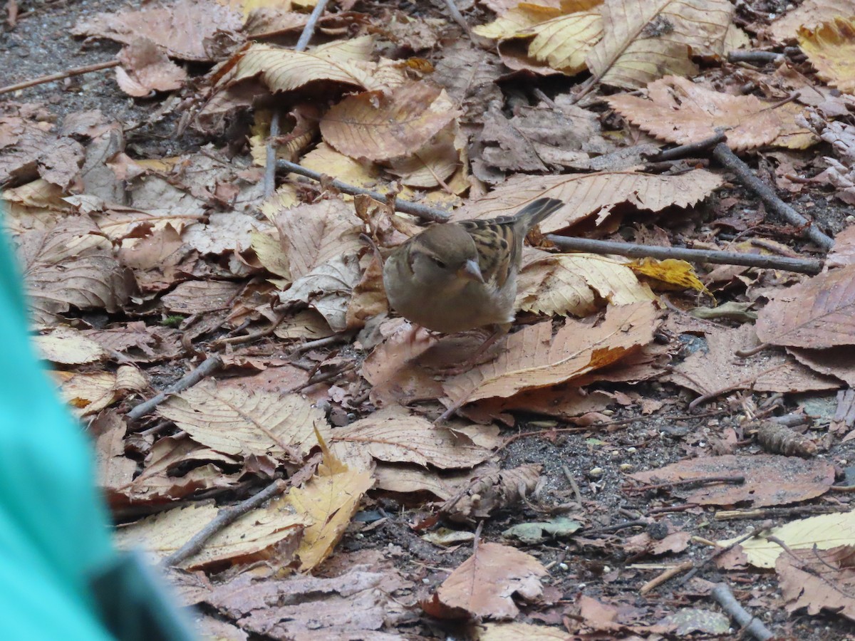 House Sparrow - ML643570648