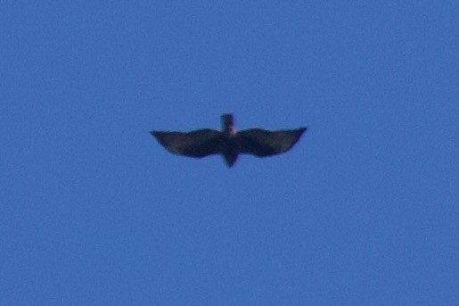 Short-tailed Hawk - ML643570650